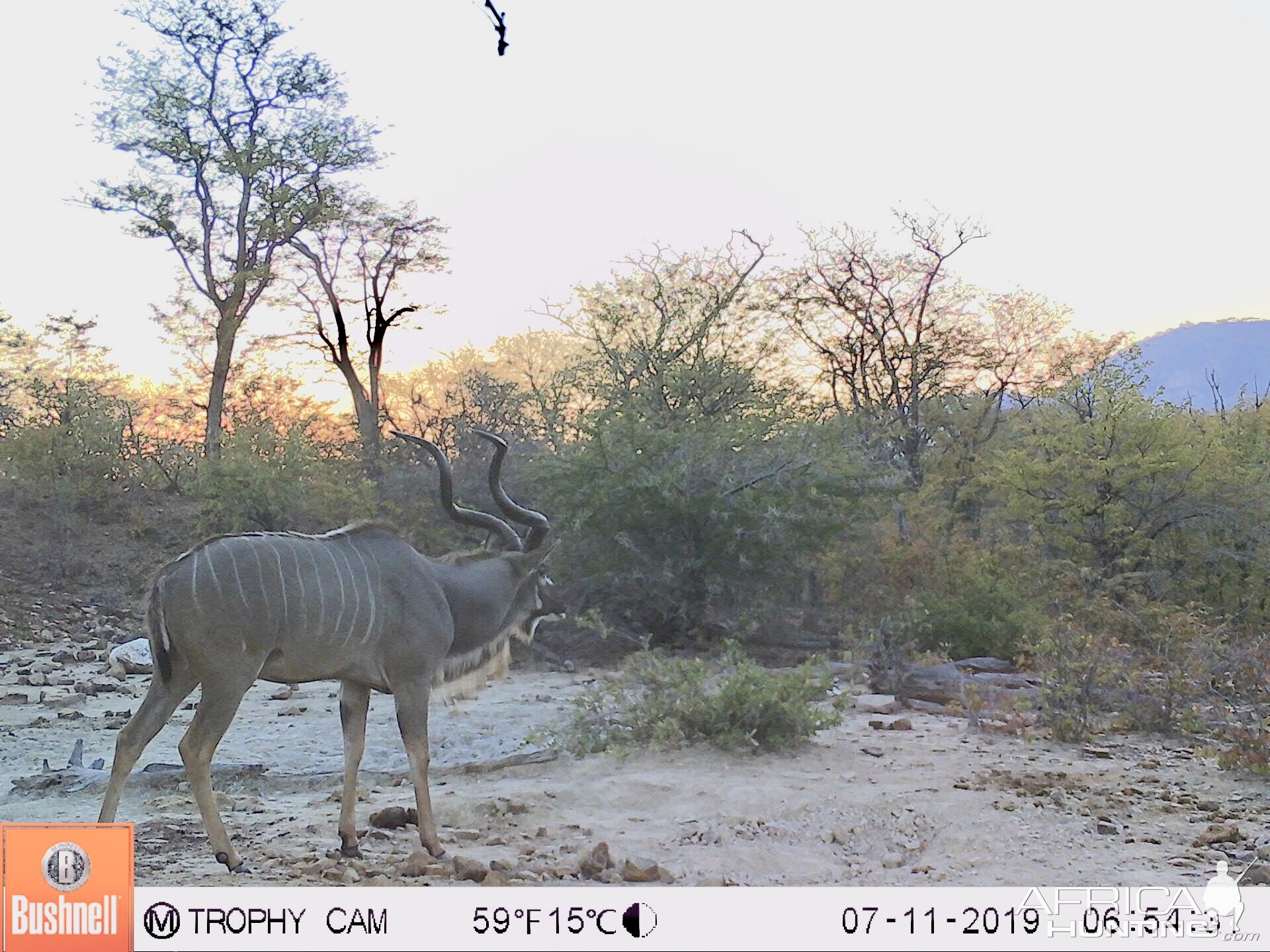 Zimbabwe Trail Cam Pictures Kudu