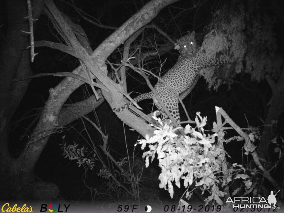 Zimbabwe Trail Cam Pictures Leopard