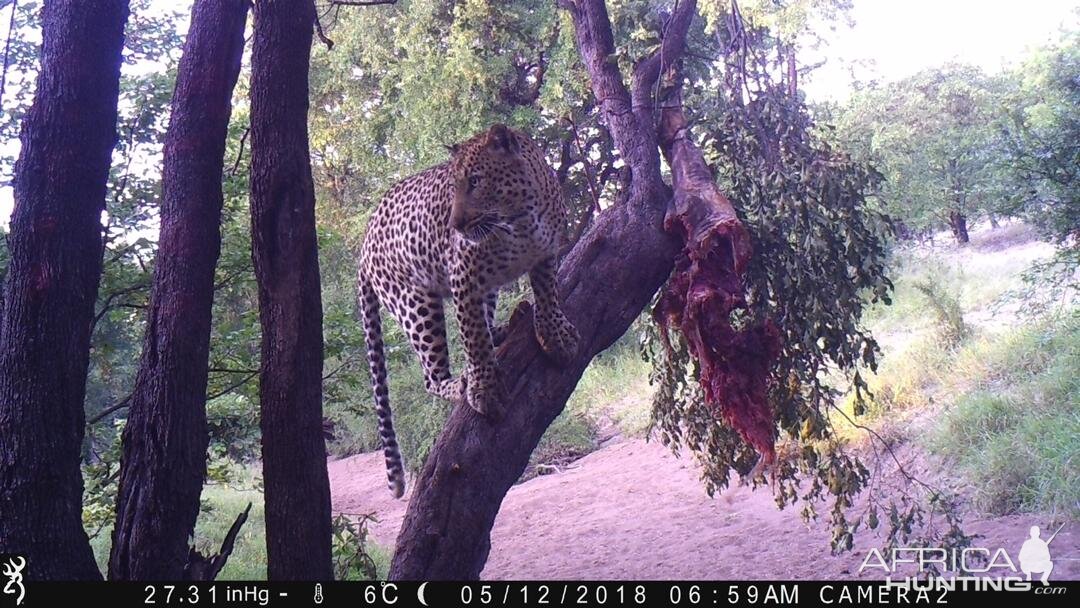 Zimbabwe Trail Cam Pictures Leopard