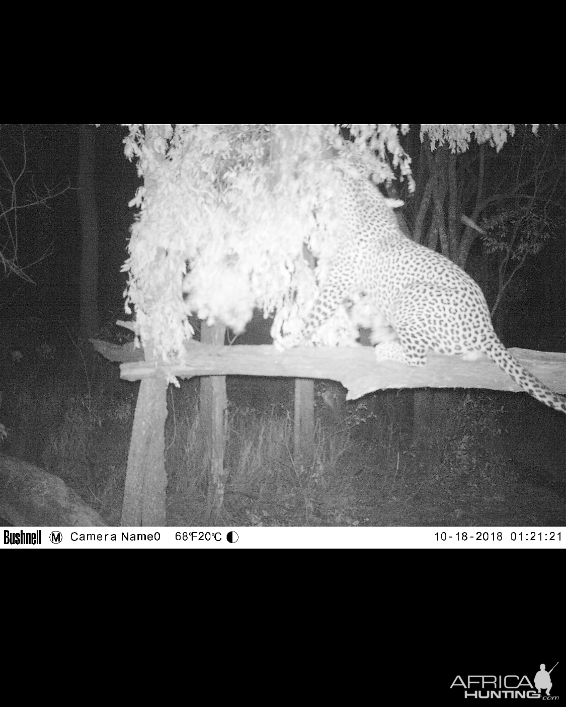 Zimbabwe Trail Cam Pictures Leopard