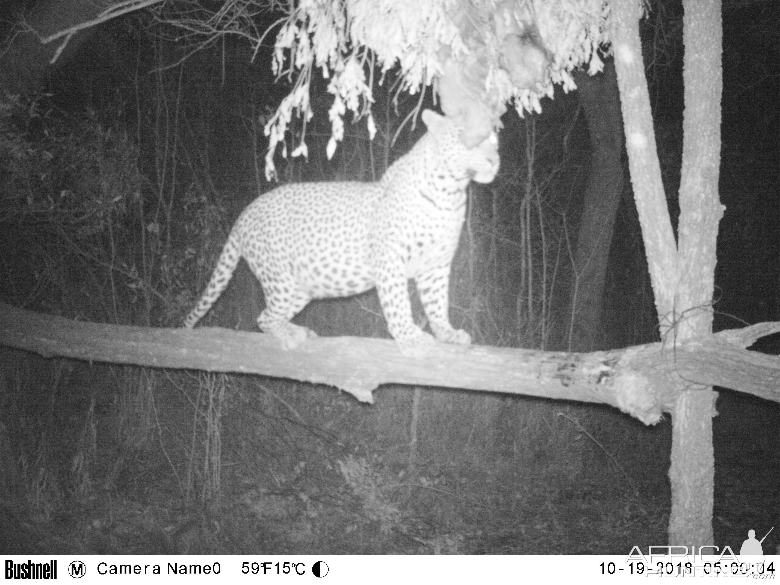 Zimbabwe Trail Cam Pictures Leopard