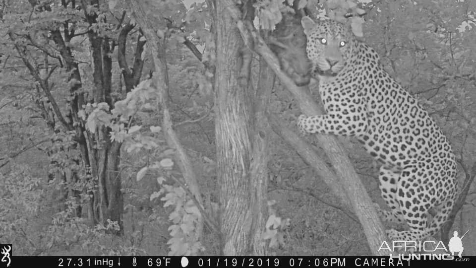 Zimbabwe Trail Cam Pictures Leopard