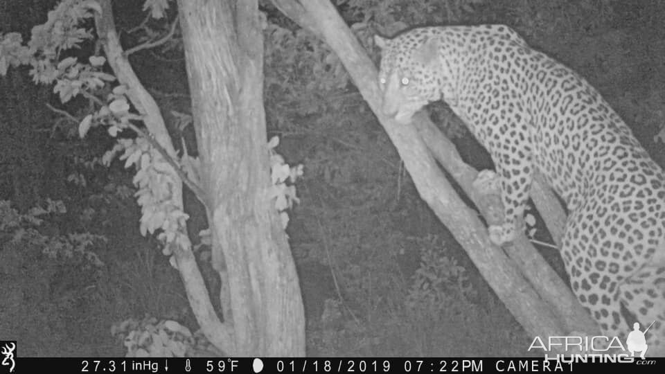 Zimbabwe Trail Cam Pictures Leopard