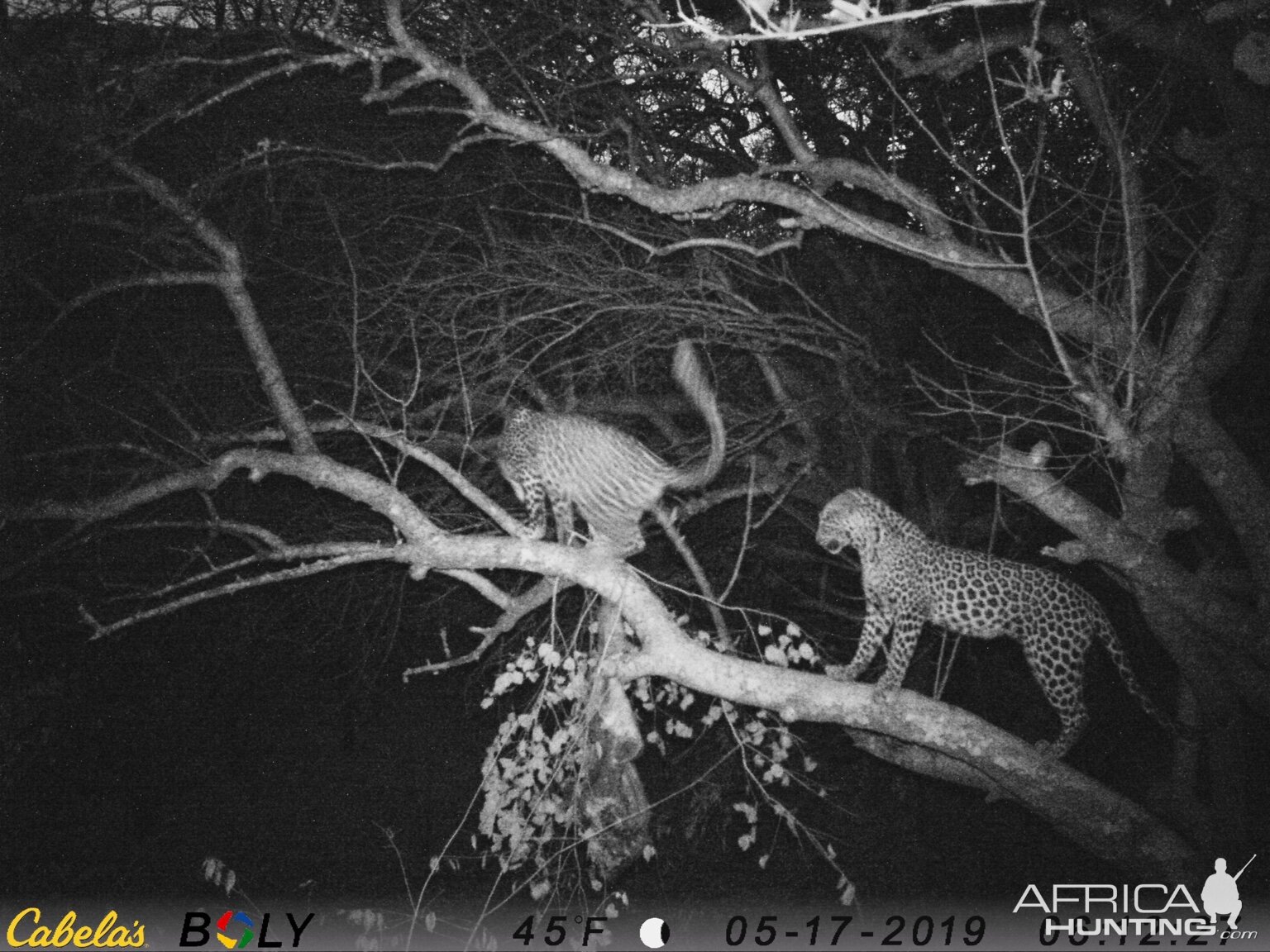 Zimbabwe Trail Cam Pictures Leopard