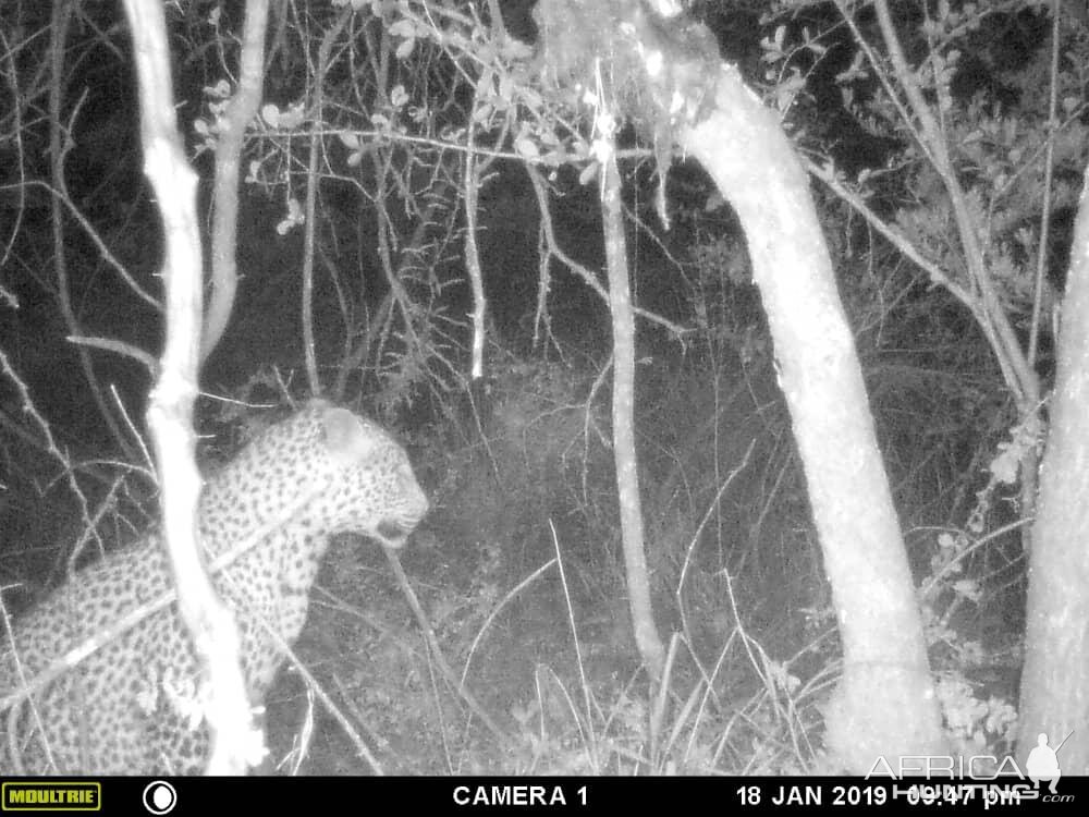 Zimbabwe Trial Cam Pictures Leopard