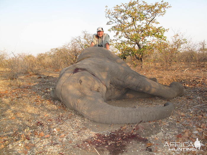 Zimbabwe Tuskless Elephant Hunting