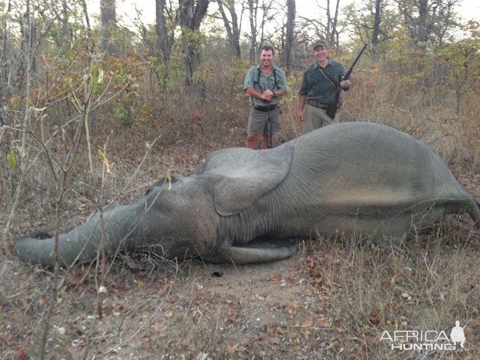 Zimbabwe Tuskless Elephant Hunting