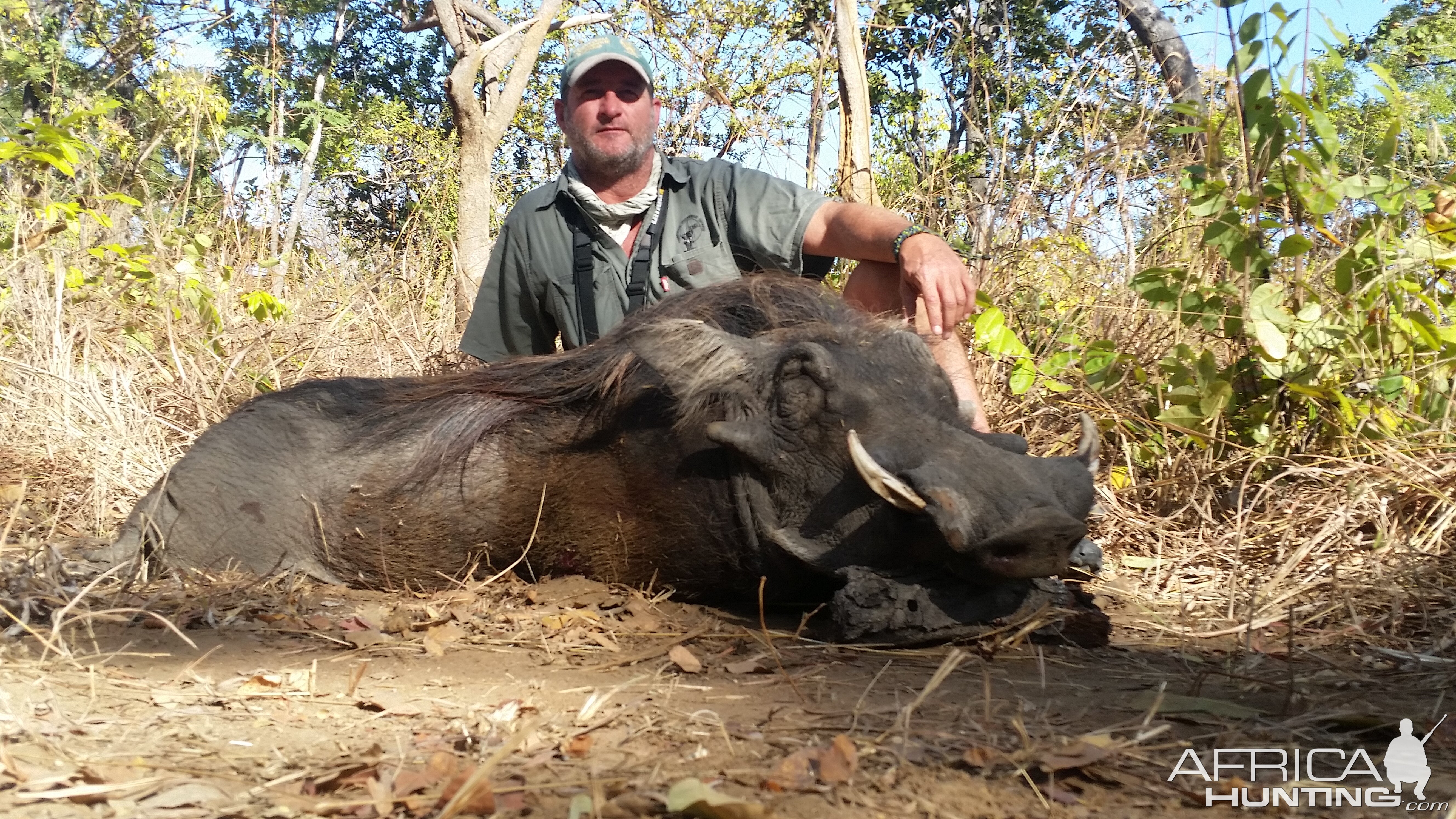 Zimbabwe Warthog Hunt