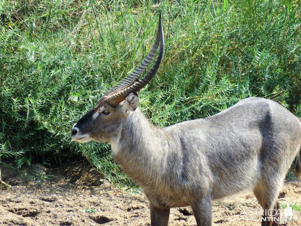 Zimbabwe Waterbuck